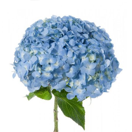 Blue Hydrangeas in Bulks | Farm Direct | Magnaflor®