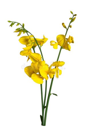 yellow broom flower