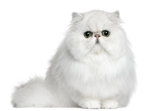 Featured Breed: Persian Cat - Arizona Pet Vet