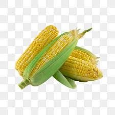 corn no background - Google Search