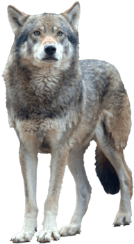 wolf no background - Google Search