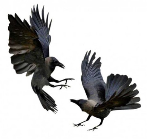 black birds