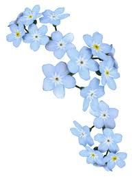 forget me not transparent - Google Search