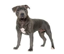 grey dog png - Google Search