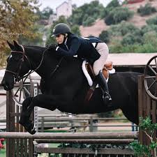 show jumping black horse - Google Search