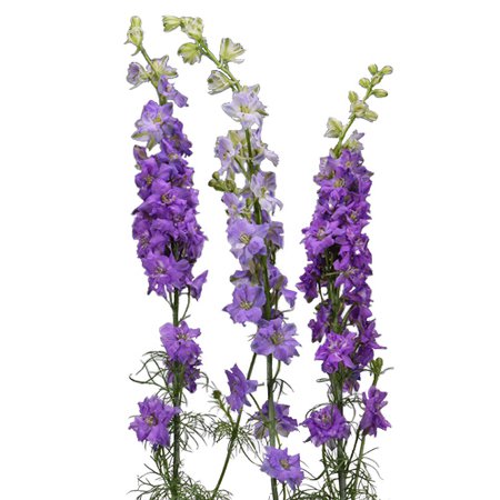 Larkspur Lavender Flower | FiftyFlowers.com
