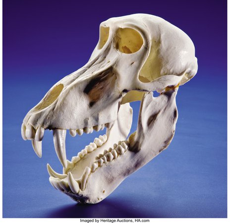 baboon skull - Google Search