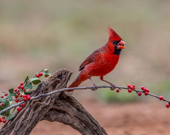 Northern Cardinal - Facts, Diet, Habitat & Pictures on Animalia.bio