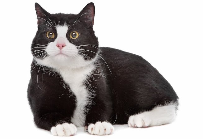 black and white cat - Google Search
