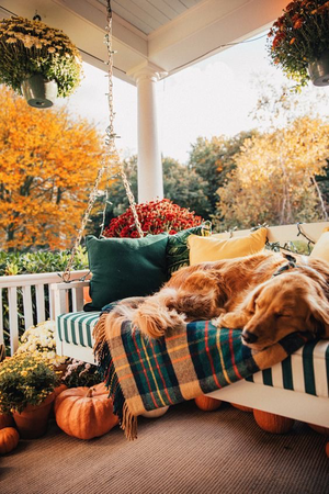 Autumn Dog backdrop