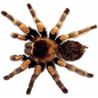 tarantula.jpg (400×400)