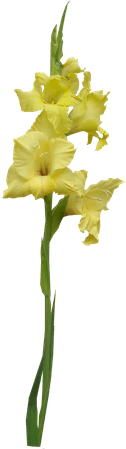 Yellow Gladiolus Stem