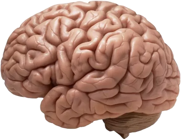 brain organ organs mind gore horror Sticker by 𝔈
