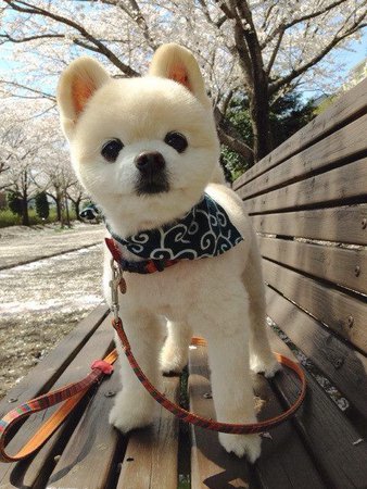dog// Hachi