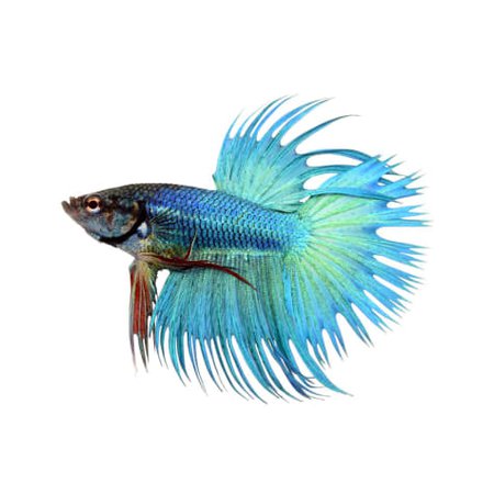 Green Male Crowntail Betta