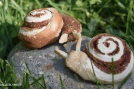 snail food
