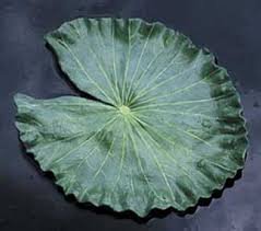 lily pad - Google Search
