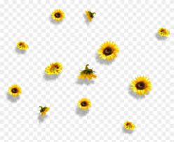 sunflower aesthetic - Google Search