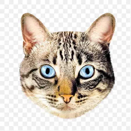 Cute cat face png animal, | Premium PNG - rawpixel