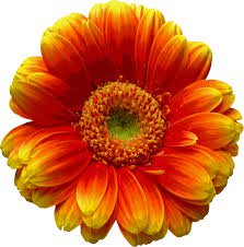 summer flowers - Google Search