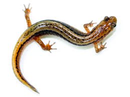 salamander - Google Search