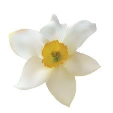 narcissus flower white background - Google Search