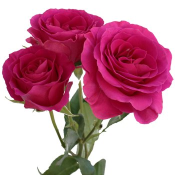 Raspberry Fuchsia Spray Rose | FiftyFlowers.com