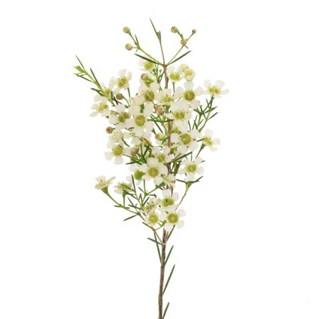 White Wax Flower | FiftyFlowers.com