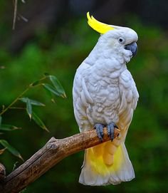 Cockatoo Parrot