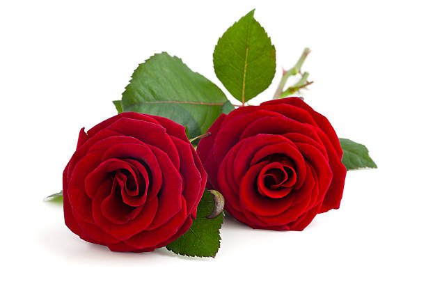 red roses images - Google Search