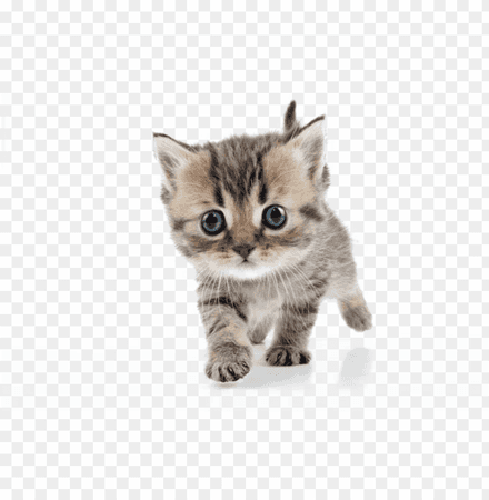 Kitten background