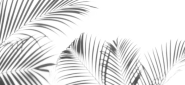 Shadows Palm Leaf On A White Background Art Print by Lamyai