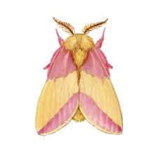 rosy maple moth - Google Search