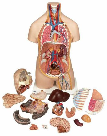 Anatomy Model Unisex Torso in 16 Parts