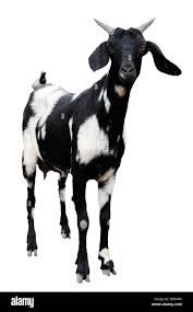 indian goat png - Google Search
