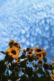blue sunflower aesthetic - Google Search
