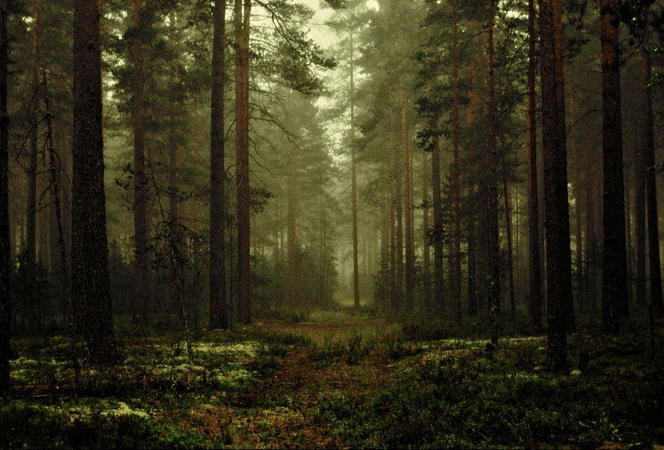 forests dark fairytale aesthetic background
