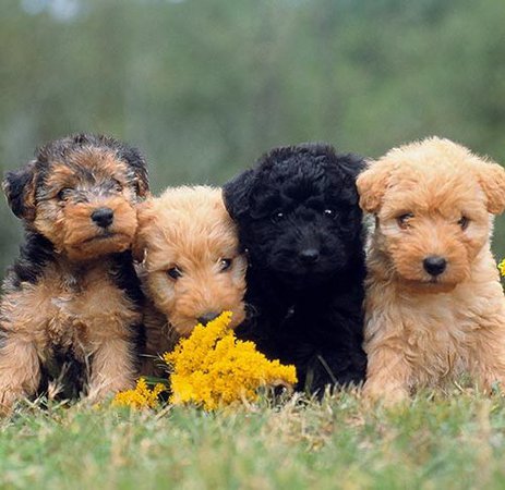 puppies - Google Search