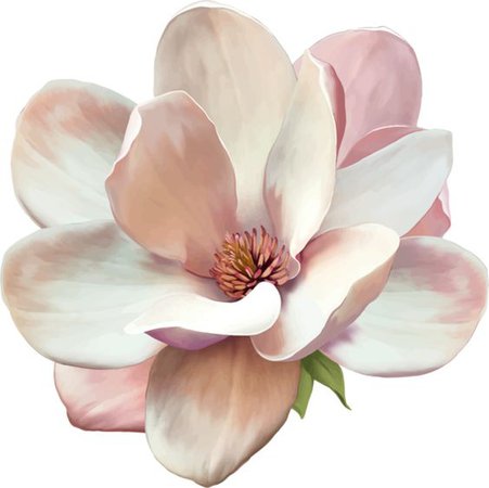 Magnolia tattoo, signe de respect et de fidélité dans la durée