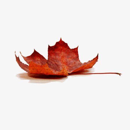 Autumn Maple Leaf, Autumn, Autumn Leaves, Deciduous Leaves PNG and PSD File for Free Download