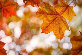 fall leaf - Saferbrowser Image Search Results