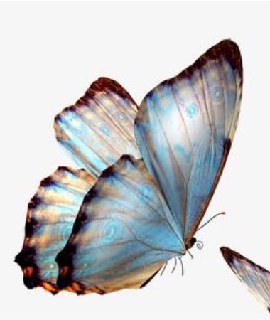 left butterfly