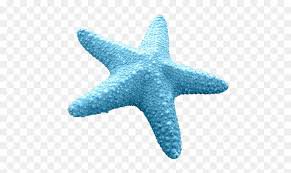 blue starfish png - Google Search