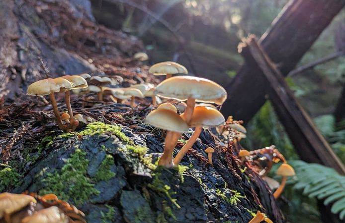 Mushrooms 🍄 forest