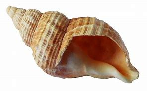 coquillage - shell