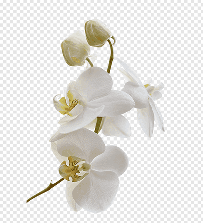 white-orchid-flowers-png-clip-art.png (910×1000)