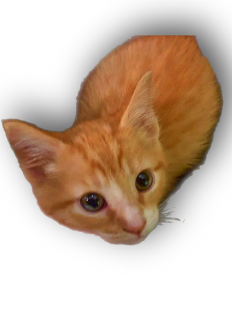 Tich kitty cats orange tabby cat kittens