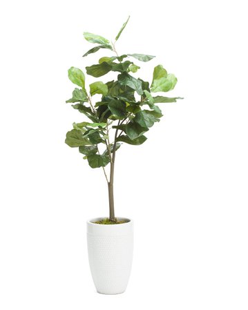 Fiddle Leaf Fig Tree In Dotted Planter - Living Room - T.J.Maxx