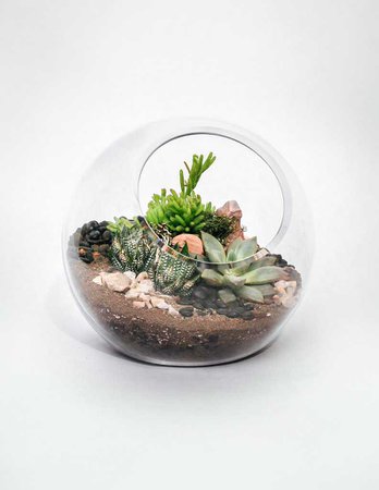 Succulent Terrarium - Desert Terrarium Globe - Pistils Nursery