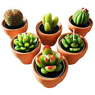 Amazon.com: SanSeng Cactus Tealight Candles, Handmade Delicate Succulent Cactus Candles（ Perfect for Birthday Party ,Wedding, Spa, Home Decor( 6 Pcs in Pack): Home & Kitchen